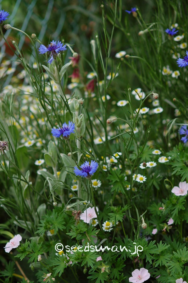 centaurea_cyanus_GivernyBlue_20150509