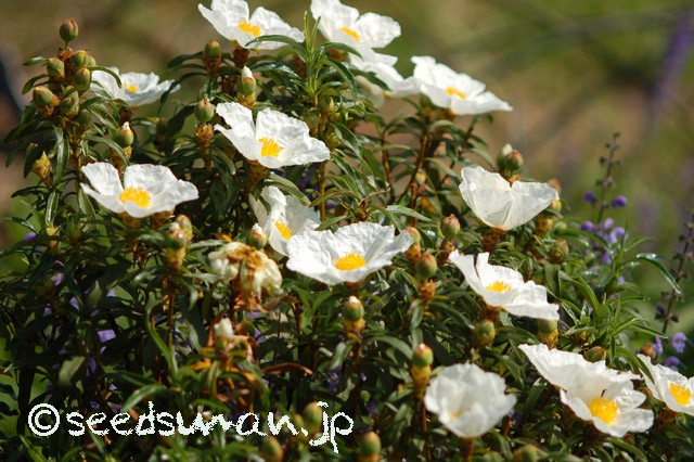 cisstus_ladanifer_20150502