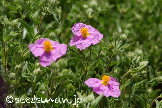 cistus_incanus_20150502
