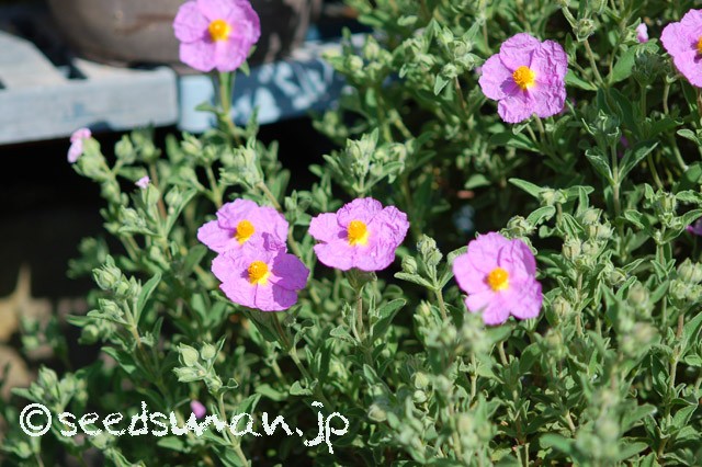 cistus_incanus_20150503_1