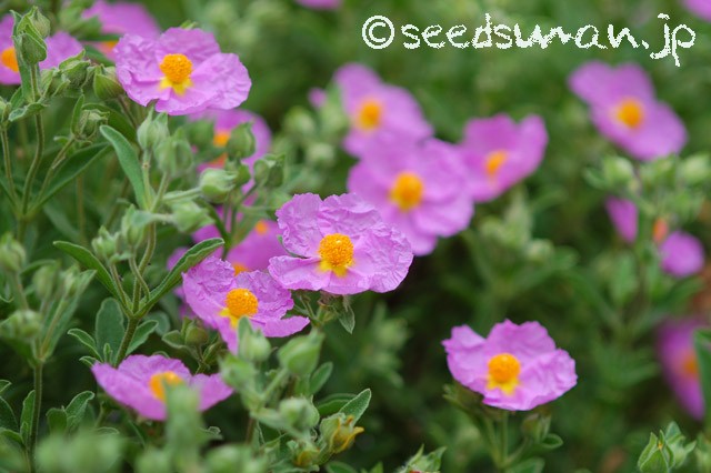 cistus_incanus_20150505_1