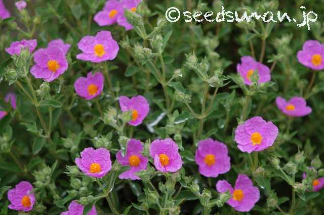 cistus_incanus_20150505_2