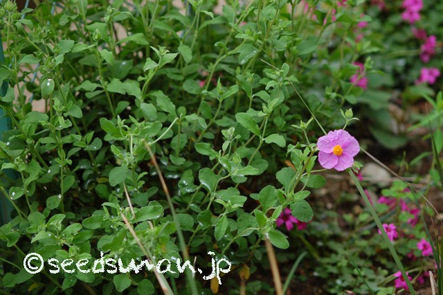 cistus_incanus_20150509_1