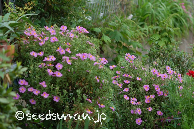 cistus_incanus_20150509_2