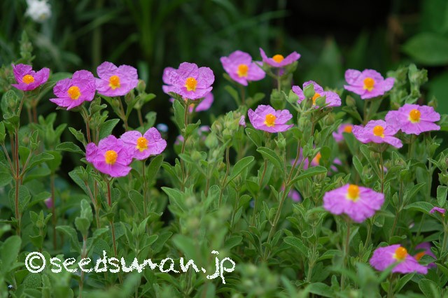 cistus_incanus_20150509_3