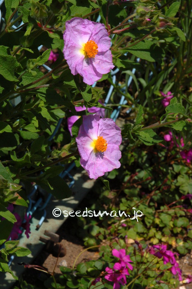 cistus_incanus_20150514