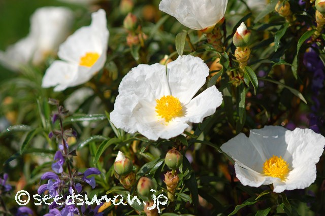 cistus_ladanifer_20150503_1