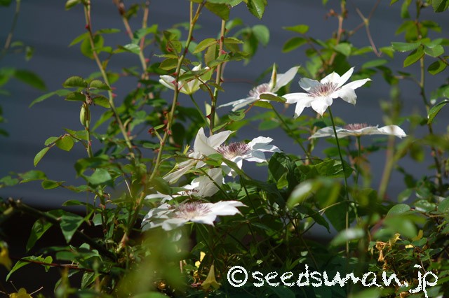 clematis_patens_20150503