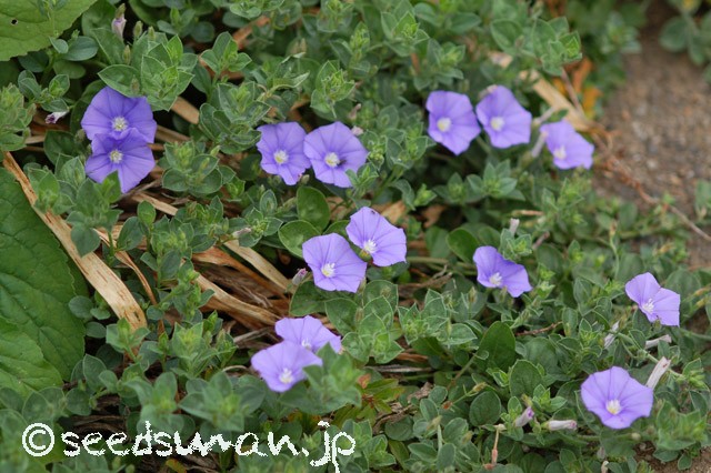 convolvulus_sabatius_20150505