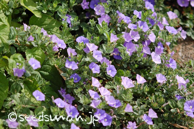 convolvulus_sabatius_20150512_1