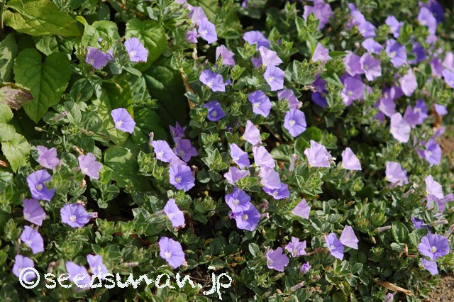 convolvulus_sabatius_20150512_2
