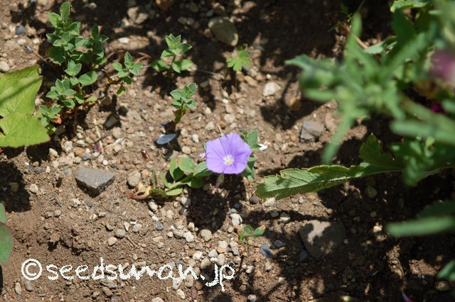 convolvulus_sabatius_20150514