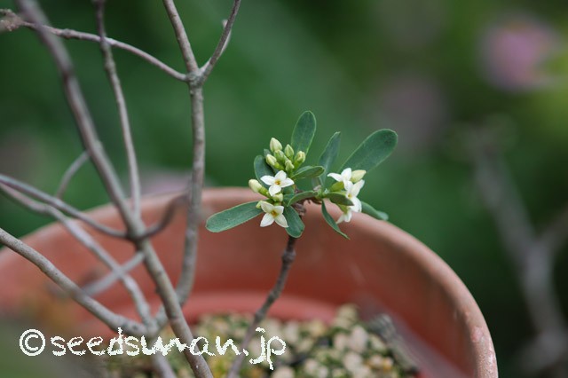 daphne_alpina_20150510
