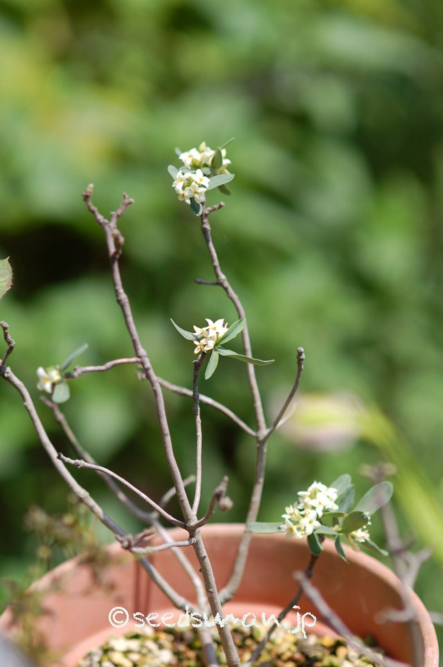 daphne_alpina_20150515