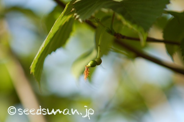 davidia_involucrata_20150506