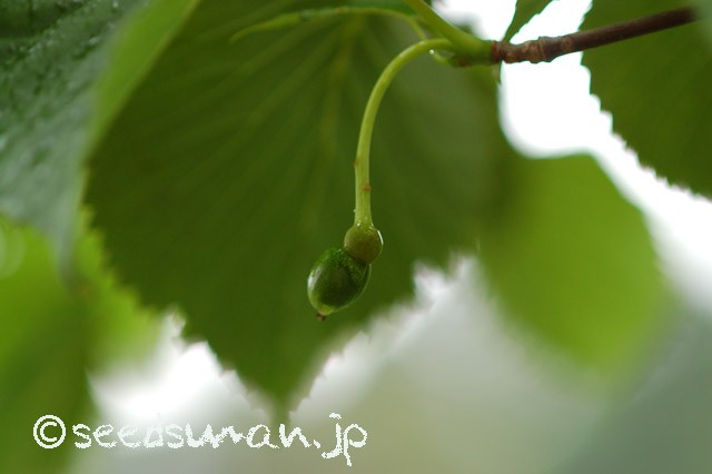 davidia_involucrata_20150516