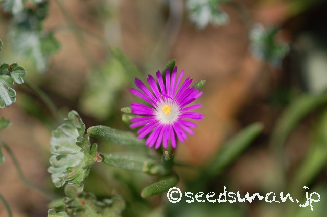 delosperma_floribunda_Stardust_20150514