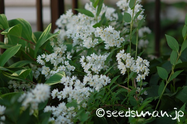 deutzia_gracilis_20150503