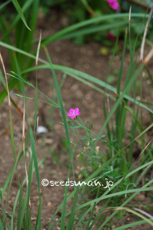 dianthus_deltoides_20150510_1