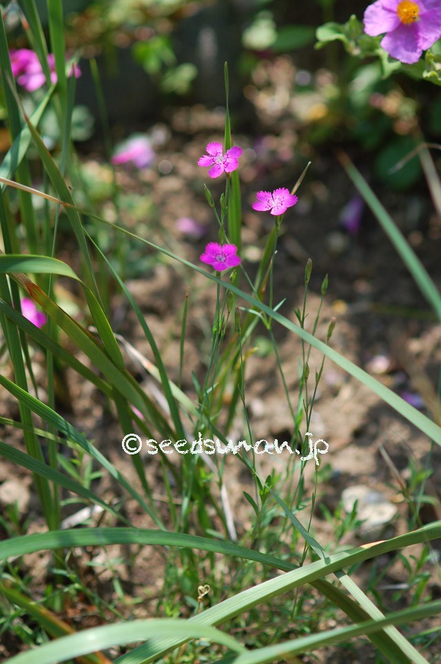 dianthus_deltoides_20150514