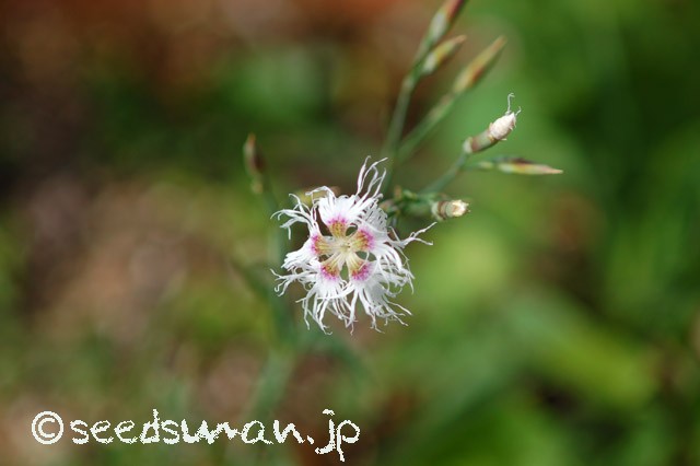 dianthus_hyb_20150512