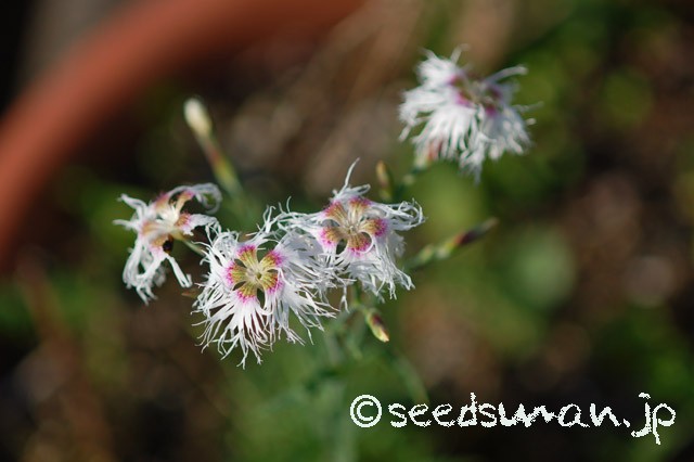 dianthus_hyb_20150514