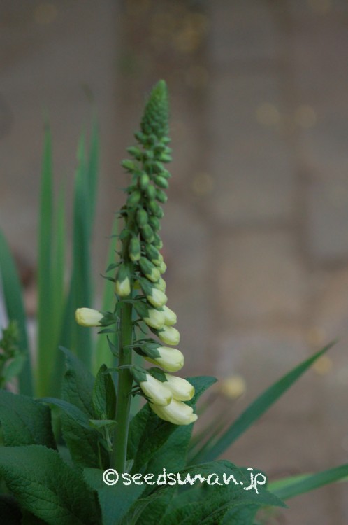 digitalis_purpurea_v_albiflorus_20150505