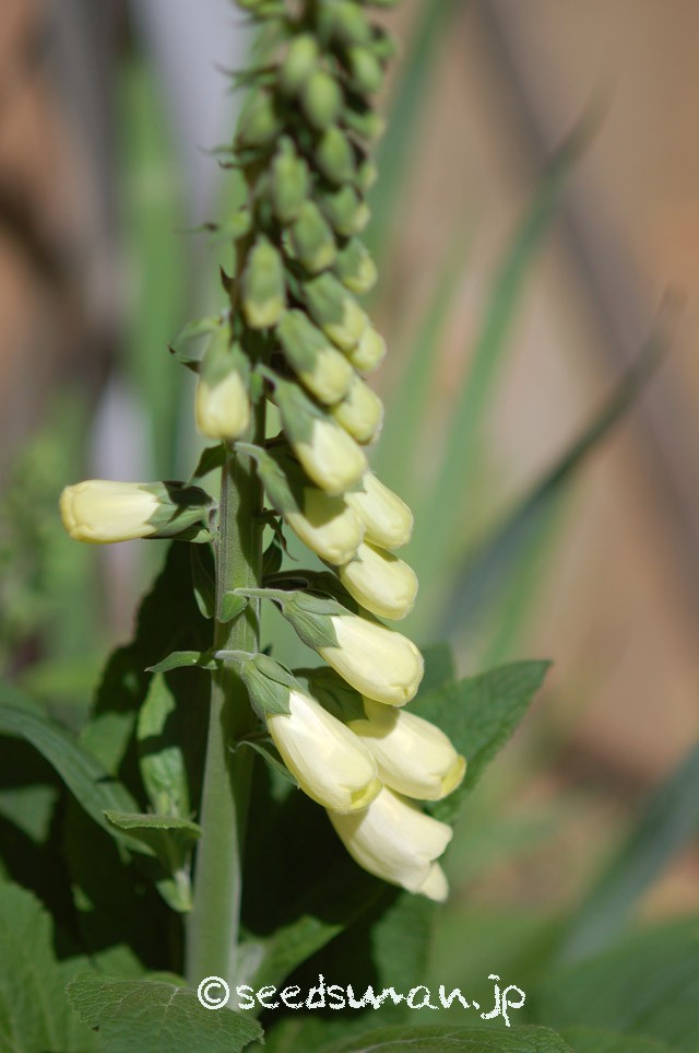 digitalis_purpurea_v_albiflorus_20150506