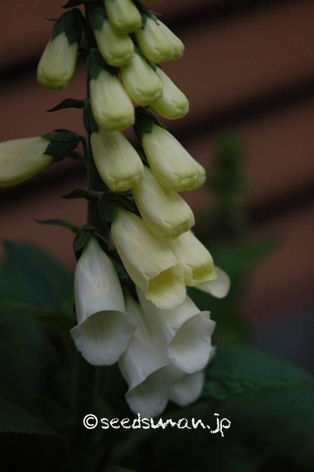 digitalis_purpurea_v_albiflorus_20150508