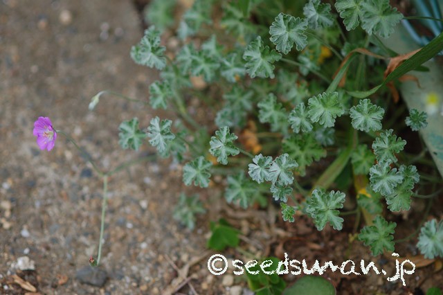geranium_harveyi_20150508