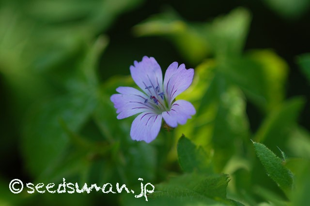geranium_nodosum_20150501