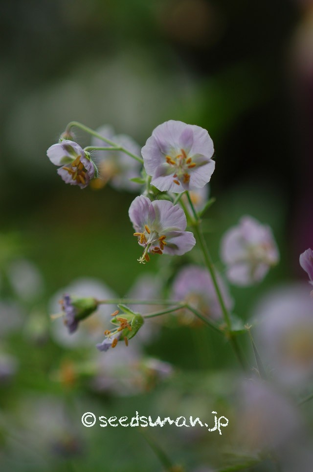 geranium_phaeum_Albiflora_20150509_1