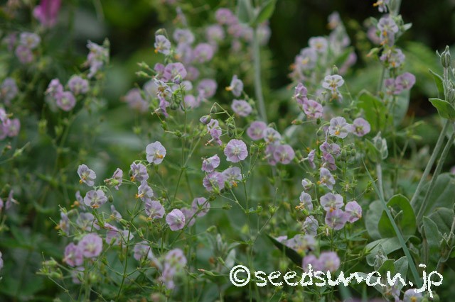 geranium_phaeum_Albiflora_20150516