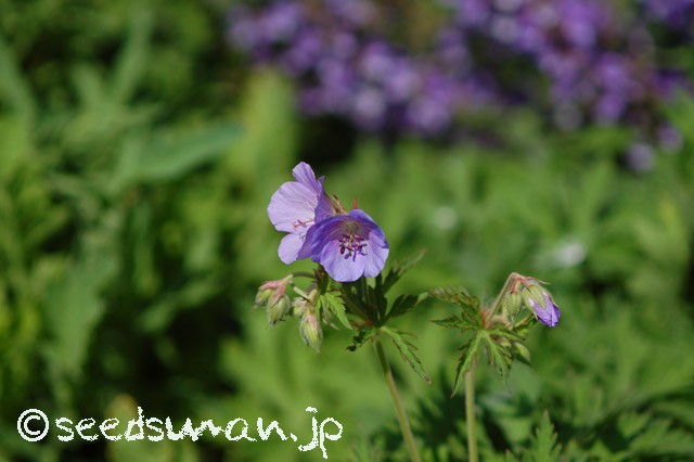 geranium_pratense_20150503