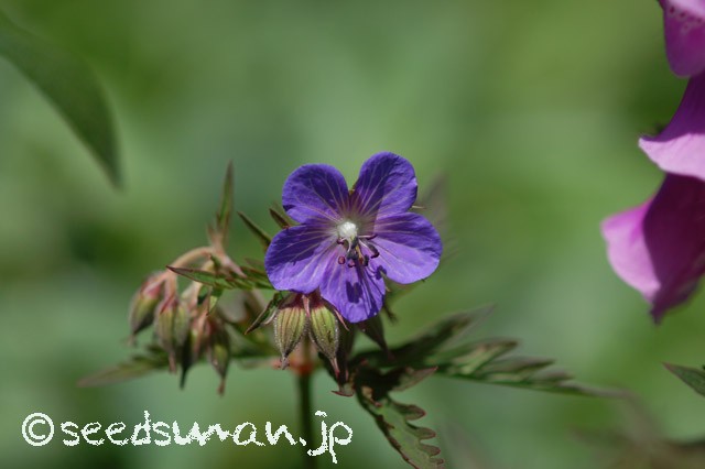geranium_pratense_PurpleHaze_20150515