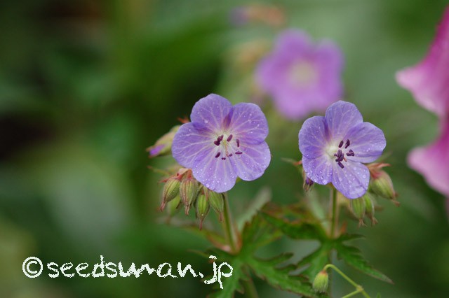 geranium_pratense_PurpleHaze_20150516