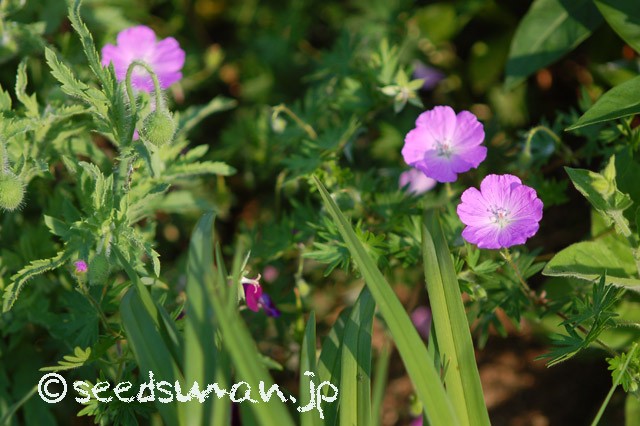 geranium_sanguineum_20150508