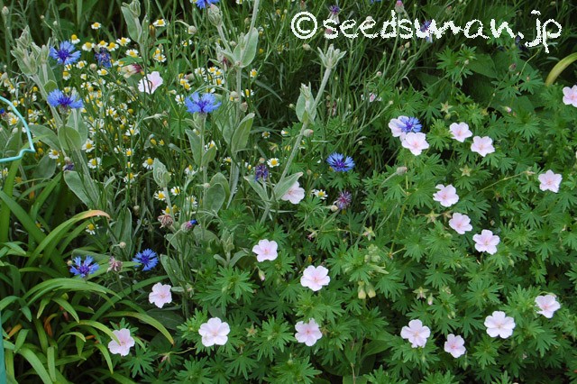 geranium_sanguineum_v_striatum_20150514