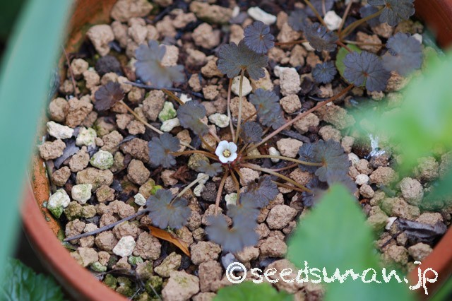 geranium_sessiliflorum_20150511