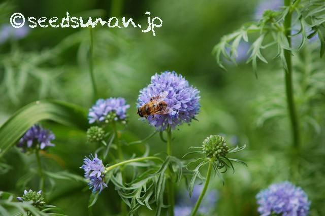 gilia_capitata_20150507