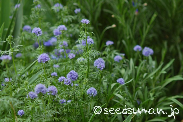 gilia_capitata_20150508