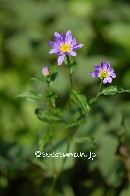 gymnaster_savatieri_20150502