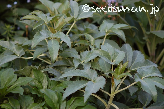 helleborus_lividus_ssp_corsicus_20150506