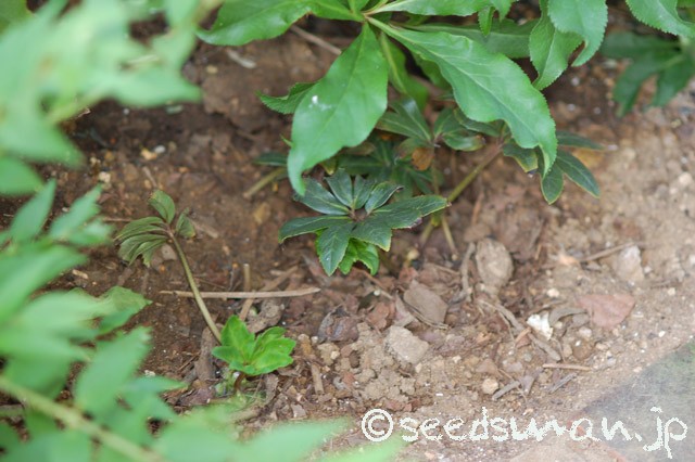 helleborus_niger_20150503jpg