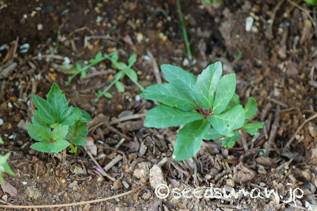 helleborus_niger_20150514