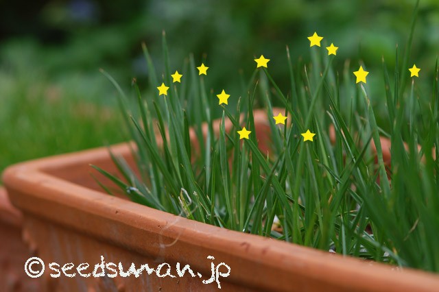 herbertia_amoena_20150512