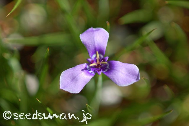 herbertia_amoena_20150513