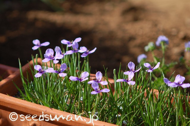 herbertia_amoena_20150515_1