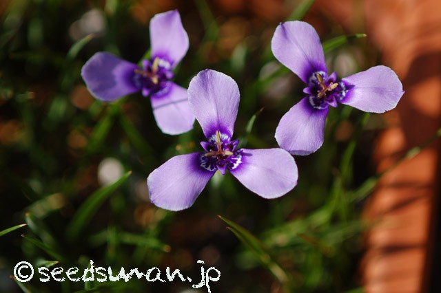 herbertia_amoena_20150515_2