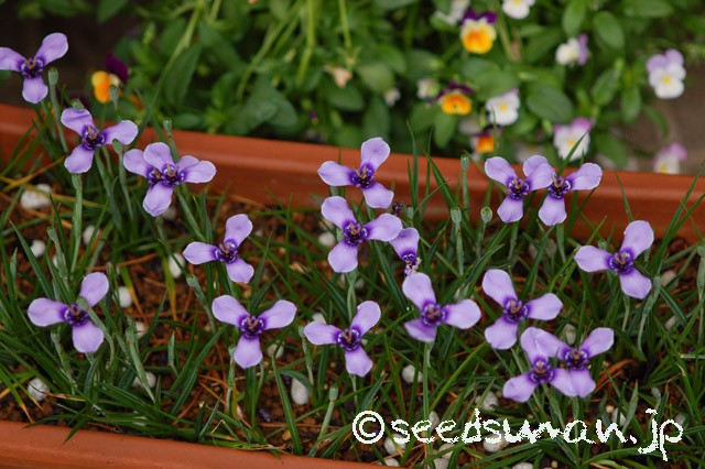 herbertia_amoena_20150516
